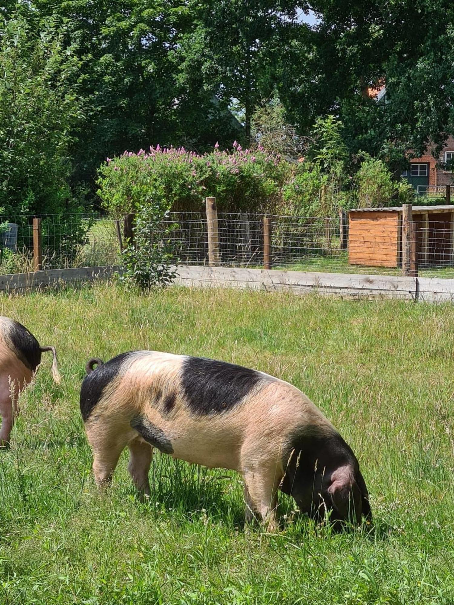 Naturhof Buschwiesen - Wohnung Lama Wilsum Екстериор снимка